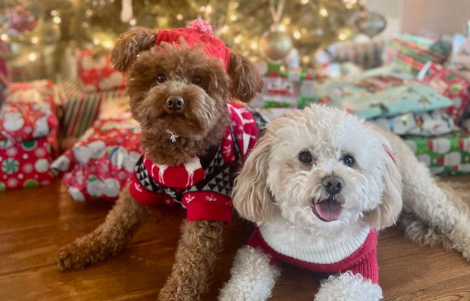 Two small dogs in festive sweaters lay on a wooden floor in front of a Christmas tree and wrapped presents, embodying the Most Wonderful Time of the Year.